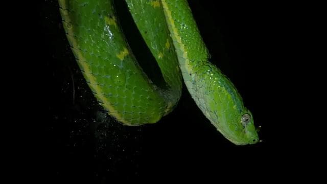 Monteverde morning day tour & night tour - Photo 5 (Gallery view)