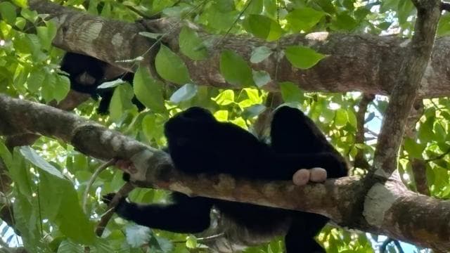 Centre de sauvetage des singes capucins et de la faune sauvage "COMBO" complet - Photo 2 (Gallery view)