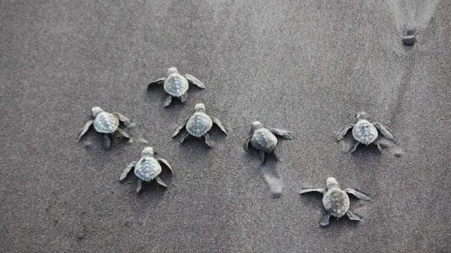 Tamarindo: Turtle Nesting Tour Tamarindo, Guanacaste, CR - Photo 5 (Gallery view)