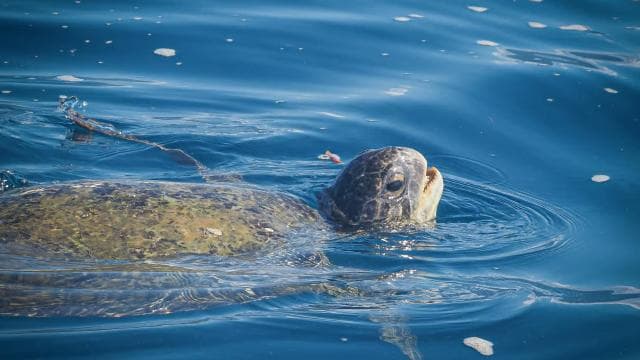 Marino Ballena National Park: Whale Watching Boat Tour - Photo 4 (Gallery view)