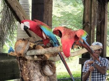 Punta Cana: Buggy and Zipline Adventure at La Hacienda - Dominican Republic