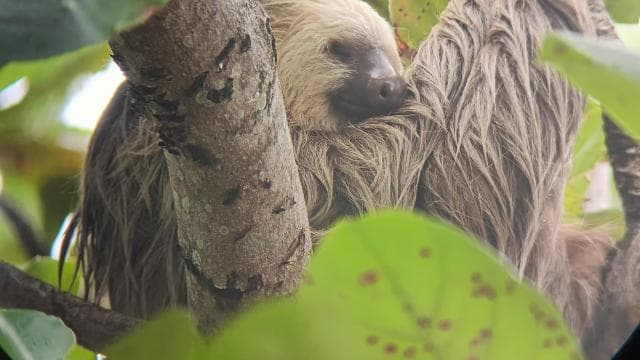 Cahuita: Národní park Wildlife & Prohlídka s průvodcem - Dominican Republic