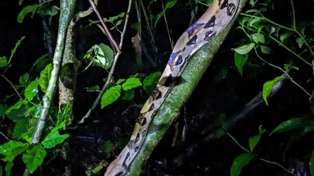 Monteverde: Night Walk in the Magical Forest - Photo 2 (Gallery view)