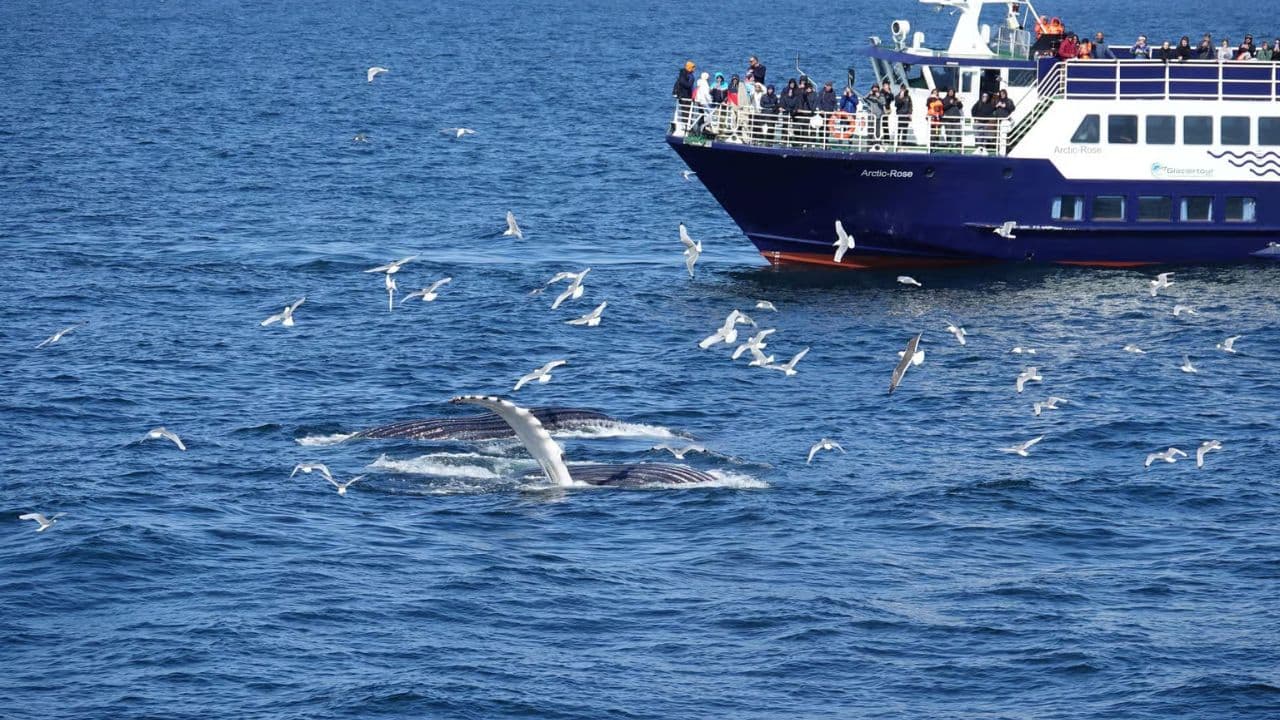 Samaná Whale Watching & Cayo Levantado (Bacardi Island) From Cap Cana - Photo 4 (Gallery view)