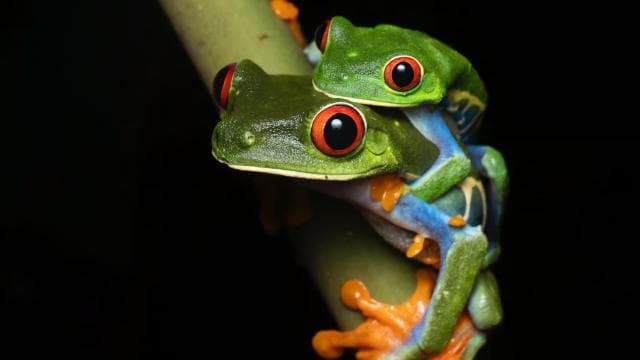 Sarapiquí: Rainforest Night Walk with Wildlife Guide - Photo 2 (Gallery view)