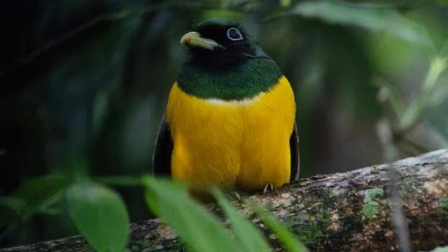 Puerto Jimenez: Corcovado National Park Sirena Day Tour - Photo 3 (Gallery view)
