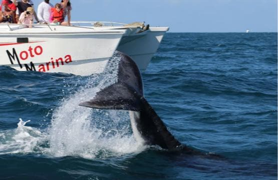 Samana: Bay of Samana Whale Watching Experience - Photo 5 (Gallery view)