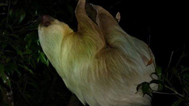 Monteverde Cloud Forest Night Walking Tour – Explore Nocturnal Wildlife - Photo 3 (Gallery view)