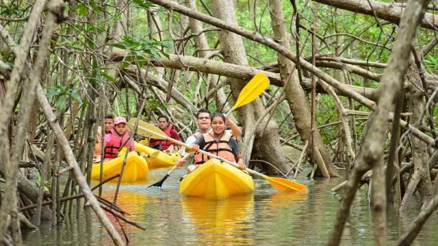 Uvita - Dominical: Private Kayak Tour - Mangroves of Terraba - Photo 5 (Gallery view)