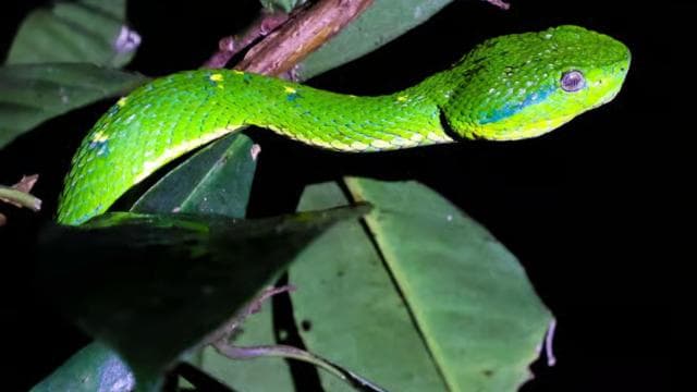 Monteverde: Prywatna nocna wycieczka ze spotkaniami z dziką przyrodą - Photo 4 (Gallery view)