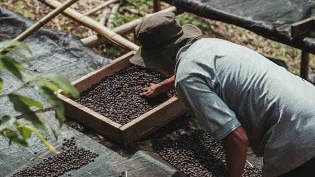 Monteverde: Coffee, Sugar Cane, and Chocolate Tour - Photo 5 (Gallery view)