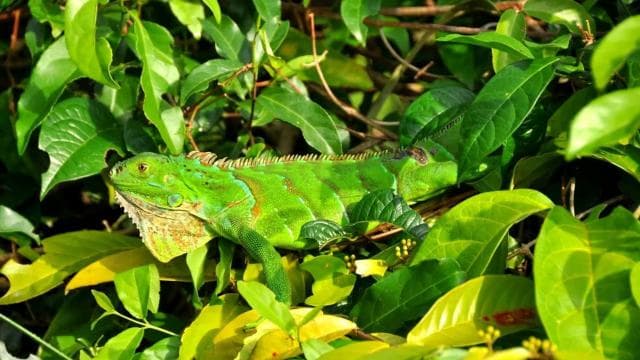 Tortuguero: Canoe Tour and Wildlife Spotting - Photo 5 (Gallery view)