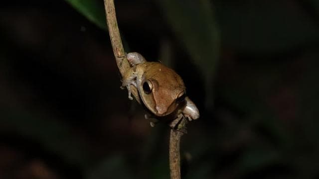 Randonnée au clair de lune dans les Caraïbes - Photo 2 (Gallery view)