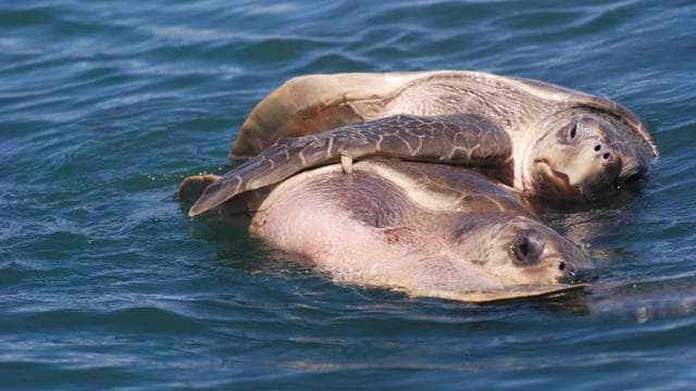 Marino Ballena National Park: Watching Whales and Dolphins - Photo 2 (Gallery view)