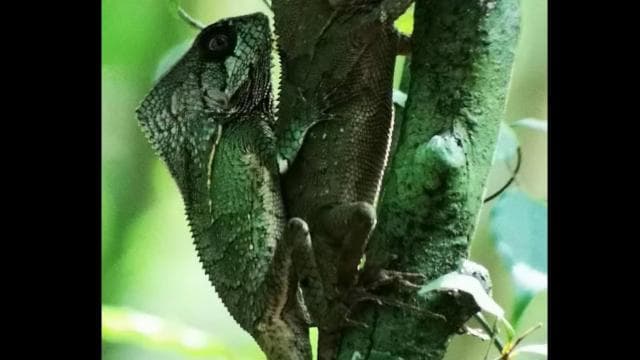Guided tour in the jungle of Manuel Antonio National Park. - Photo 3 (Gallery view)