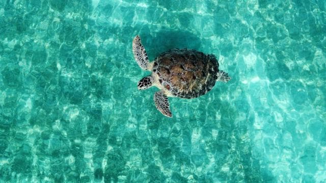 Fajardo: Private Snorkel & Boat Adventure - Dominican Republic