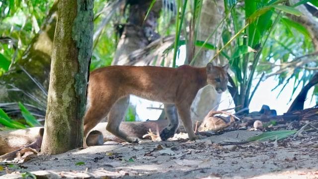 Corcovado National Park, San Pedrillo Station, 1-day hike - Photo 3 (Gallery view)