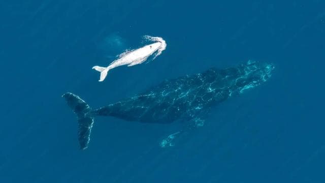 Uvita: Marino Ballena National Park Whale Watching Cruise - Dominican Republic