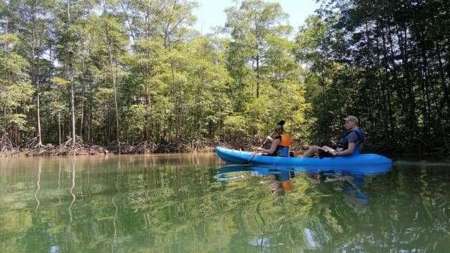 Manuel Antonio: Kayak Tour in the Mangroves to see animals - Dominican Republic