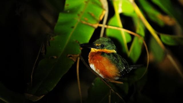 Manuel Antonio Mangrove Boat Night Tour - Photo 3 (Gallery view)