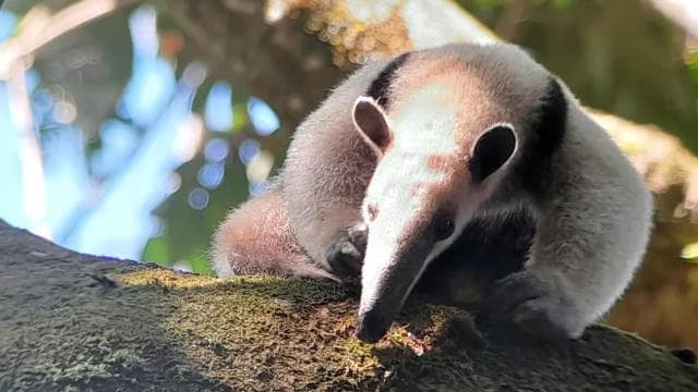 Manuel Antonio National Park tour Entrance ticket included. - Dominican Republic