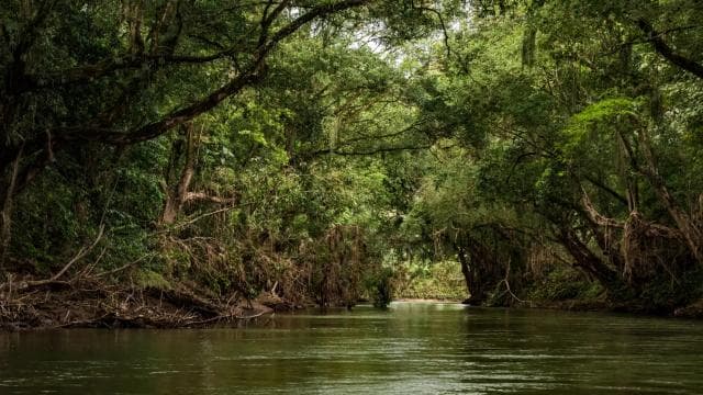 From San Jose: 3-Day Tortuguero National Park Excursion - Photo 5 (Gallery view)