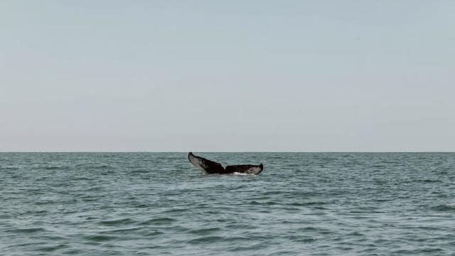 Uvita: Marino Ballena National Park Whale/Dolphin Watching - Photo 2 (Gallery view)