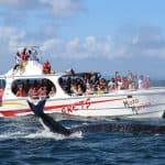 Samana: Bay of Samana Whale Watching Experience - Photo 2 (Gallery view)