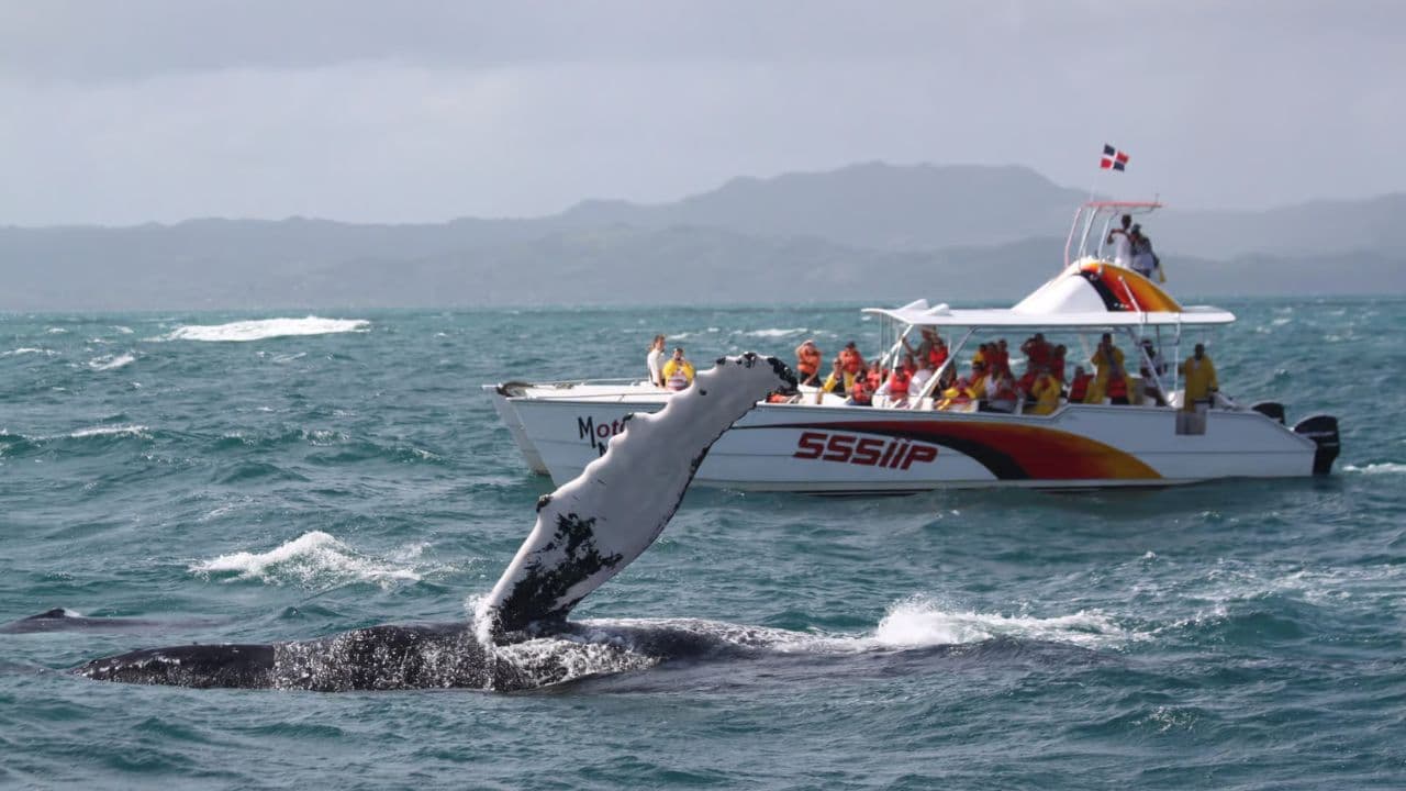 Whale Watching and Cayo Levantado Tour: A Perfect Tropical Getaway - Photo 2 (Gallery view)