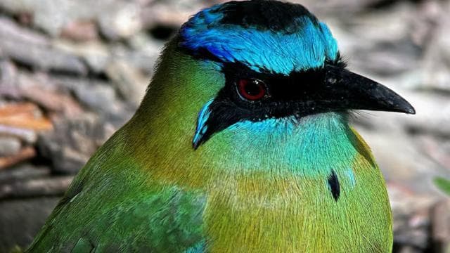 Monteverde: Exploration of the Cloud Forest - Photo 3 (Gallery view)