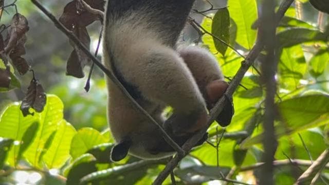 Quepos: Manuel Antonio National Park Guided Tour - Dominican Republic