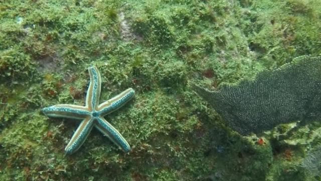 Tamarindo: Discover Scuba Diving at Catalina Islands - Photo 5 (Gallery view)