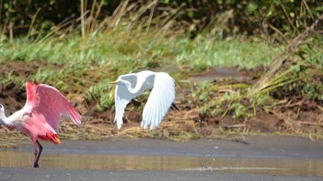 Puntarenas: Wildlife and River Safari Excursion - Photo 4 (Gallery view)