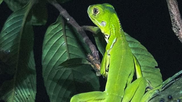 Tamarindo Night Walk - Photo 2 (Gallery view)