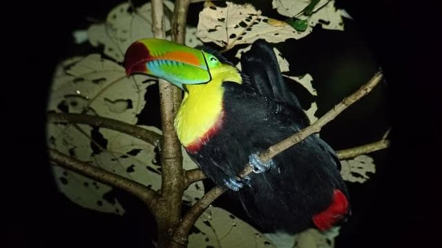 Monteverde: Night Walk through the Forest with a Guide - Photo 3 (Gallery view)