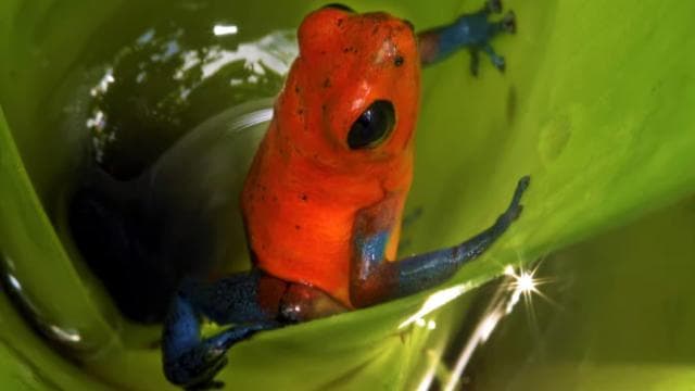 La Fortuna: Ecocentro Danaus Rainforest Night Expedition - Photo 2 (Gallery view)