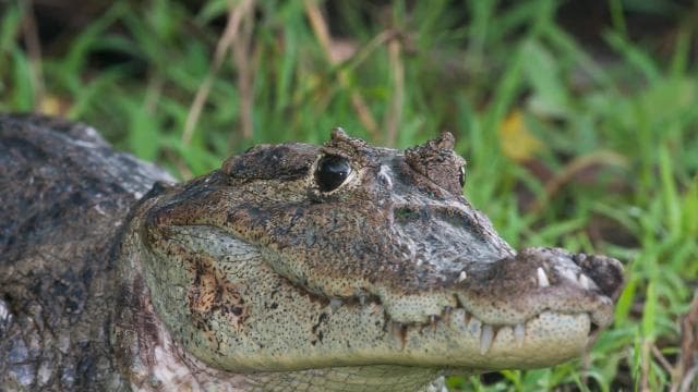 La Fortuna: Guided Twilight Wildlife Safari - Photo 5 (Gallery view)