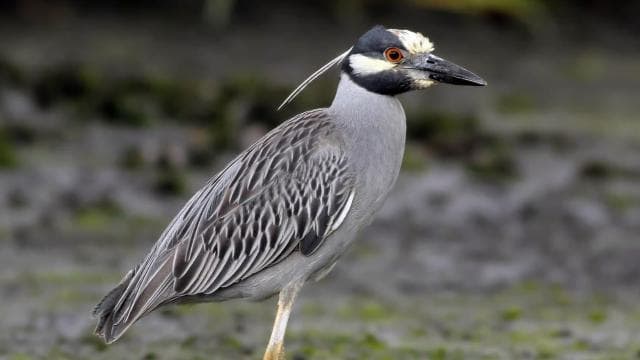 Tamarindo: Tamarindo Estuary Boat Tour with Naturalist Guide - Photo 2 (Gallery view)