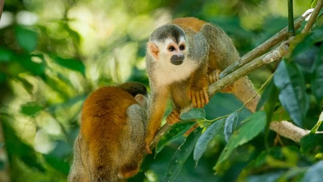 Manuel Antonio Park: Guided Tour with Ticket - Photo 4 (Gallery view)