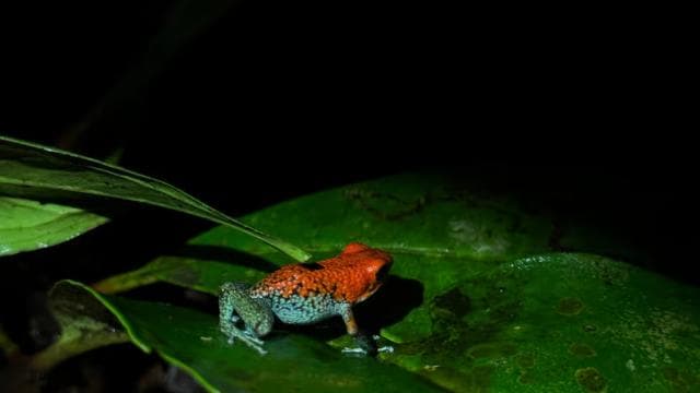 Puerto Jimenez: escursione notturna nella fauna selvatica con una guida locale - Photo 3 (Gallery view)