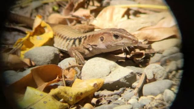 Private Tour Diria National Park Unspoken Hiking and Nature - Dominican Republic