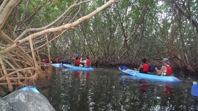 From San Juan: Bioluminescent Bay Kayak Adventure at Night - Photo 4 (Gallery view)