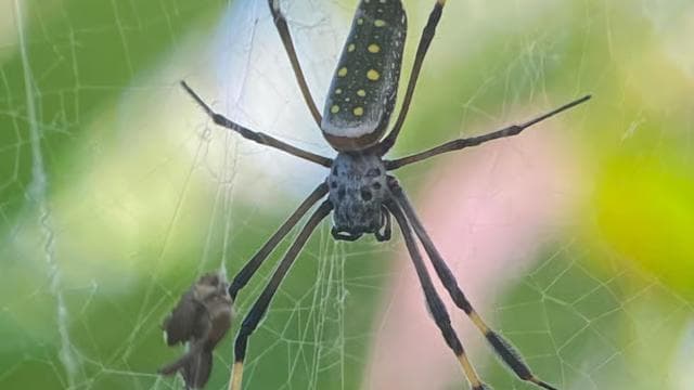 Uvita: Nature Walk at Marino Ballena National Park - Photo 3 (Gallery view)