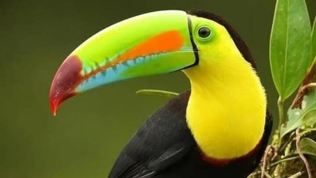 Monteverde: Nature walk in Curicancha Reserve - Photo 2 (Gallery view)