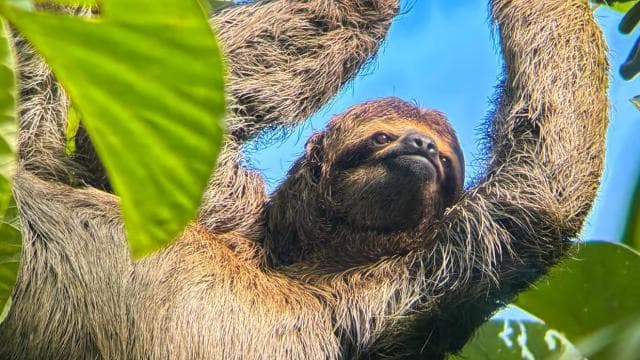 Manuel Antonio National Park: Private Nature Experience - Dominican Republic