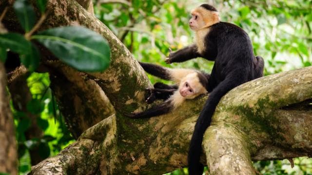 From San José: Full day Manuel Antonio National Park - Photo 4 (Gallery view)