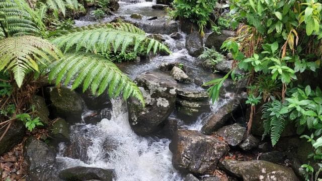 Puerto Rico: El Yunque Rainforest Guided Tour with Transfers - Photo 3 (Gallery view)