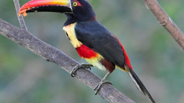 Carara National Park: Gide mache Carara Costa Rica Nature - Photo 5 (Gallery view)