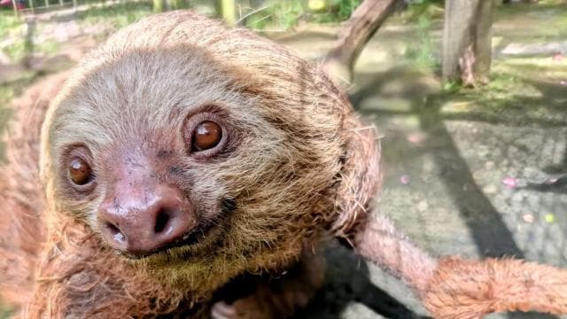 San Jose: Sloth and Wildlife Rescue Center Tour - Photo 3 (Gallery view)