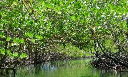 Punta Rucia Cayo Arena: Paradise Island and Mangroves Tour - Puerto Plata